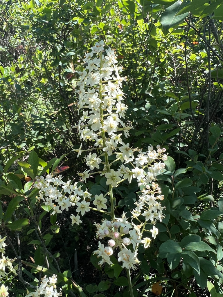 Stenanthium leimanthoides (Stenanthium leimanthoides)