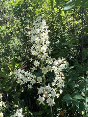 Stenanthium leimanthoides (Stenanthium leimanthoides)
