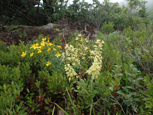 Stenanthium leimanthoides (Stenanthium leimanthoides)