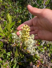 Stenanthium leimanthoides (Stenanthium leimanthoides)
