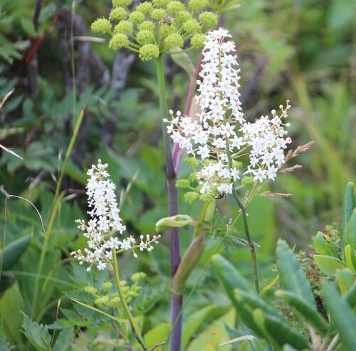 Stenanthium leimanthoides (Stenanthium leimanthoides)