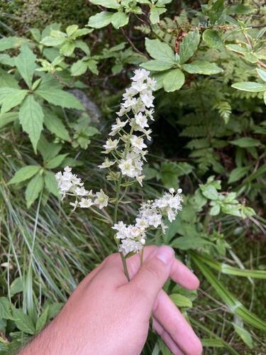Stenanthium leimanthoides (Stenanthium leimanthoides)