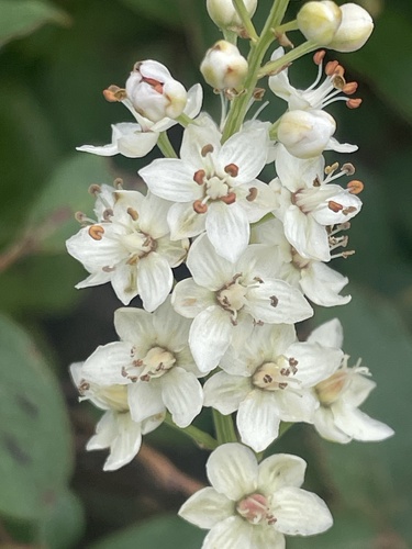Stenanthium leimanthoides (Stenanthium leimanthoides)