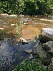 Stenanthium leimanthoides (Stenanthium leimanthoides)