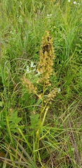 Stenanthium tennesseense (Stenanthium tennesseense)