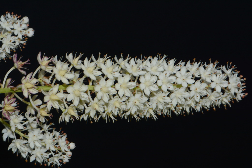 Stenanthium tennesseense (Stenanthium tennesseense)