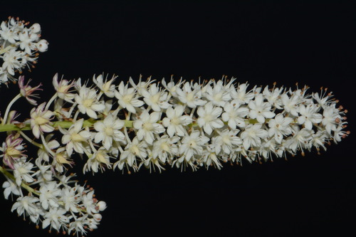Stenanthium tennesseense (Stenanthium tennesseense)