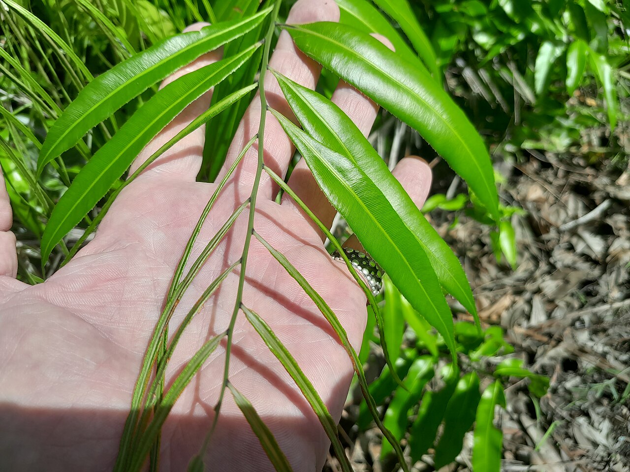 Swamp vine fern: Stenochlaena palustris with fertile (thin) fronds and sterile (broad) fronds. Cairns Botanic Gardens, January 2024