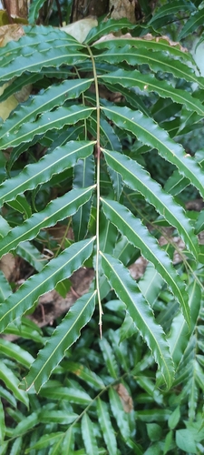 Swamp vine fern (Stenochlaena palustris)