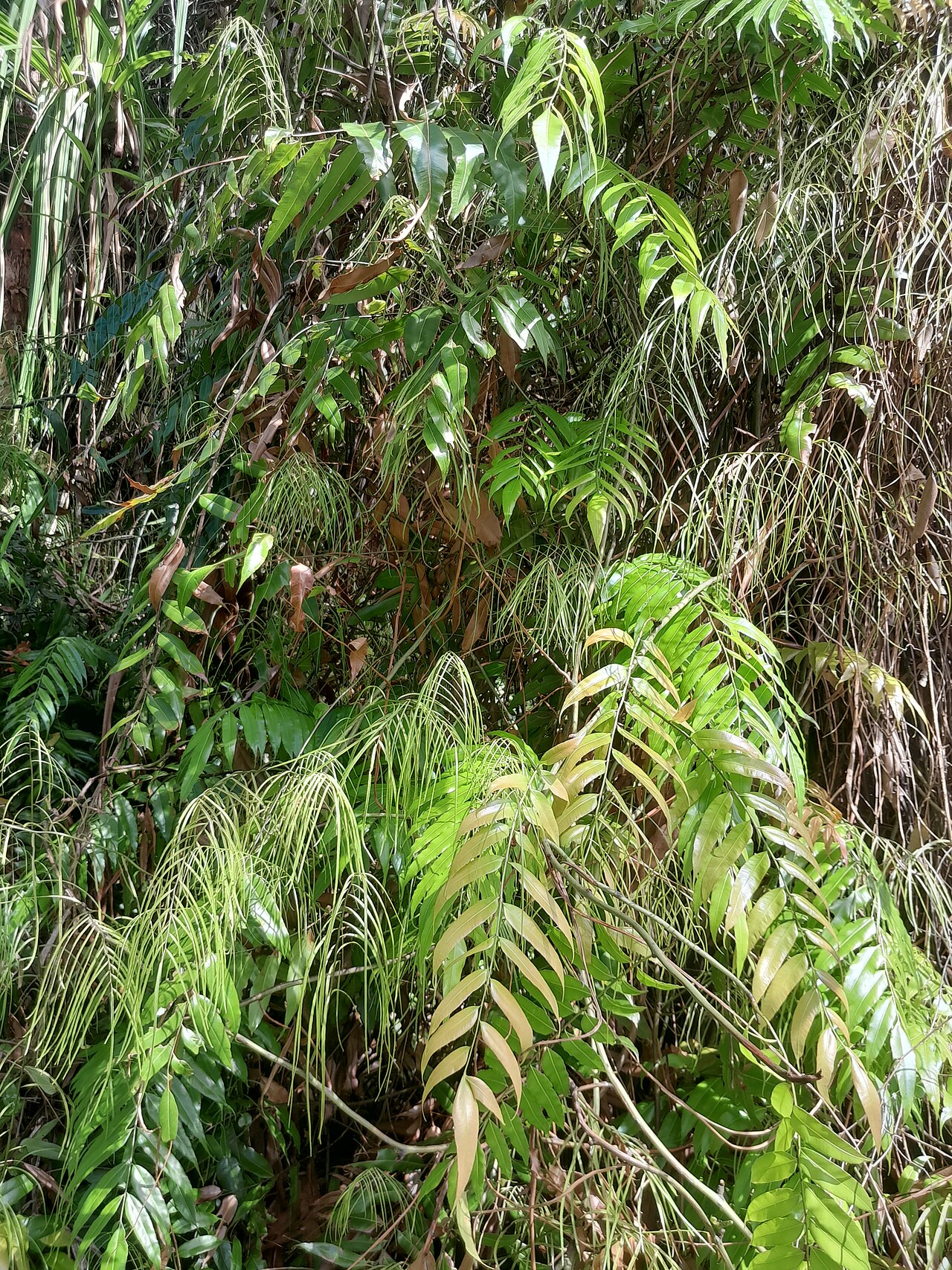Swamp vine fern: Stenochlaena palustris with fertile (thin) fronds and sterile (broad) fronds. Cairns Botanic Gardens, January 2024