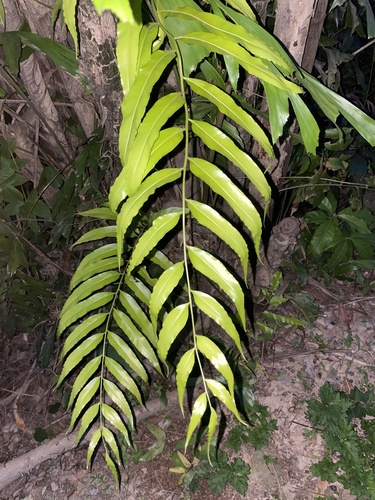 Swamp vine fern (Stenochlaena palustris)