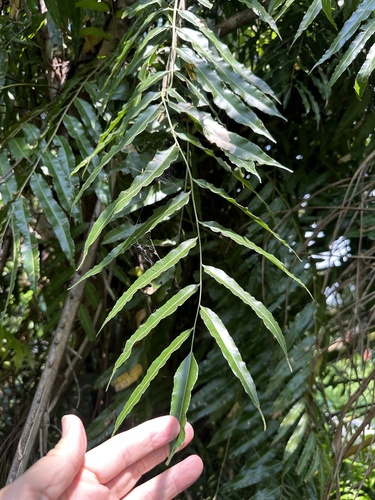 Swamp vine fern (Stenochlaena palustris)
