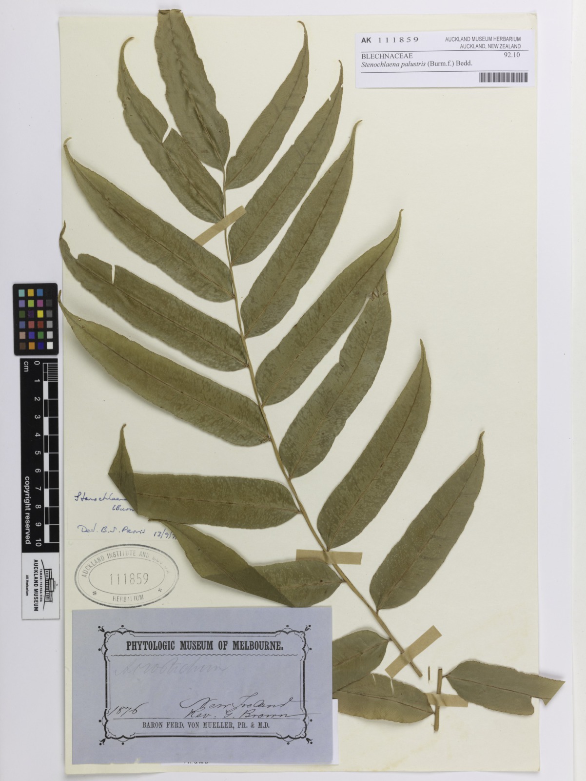 Swamp vine fern (Stenochlaena palustris)