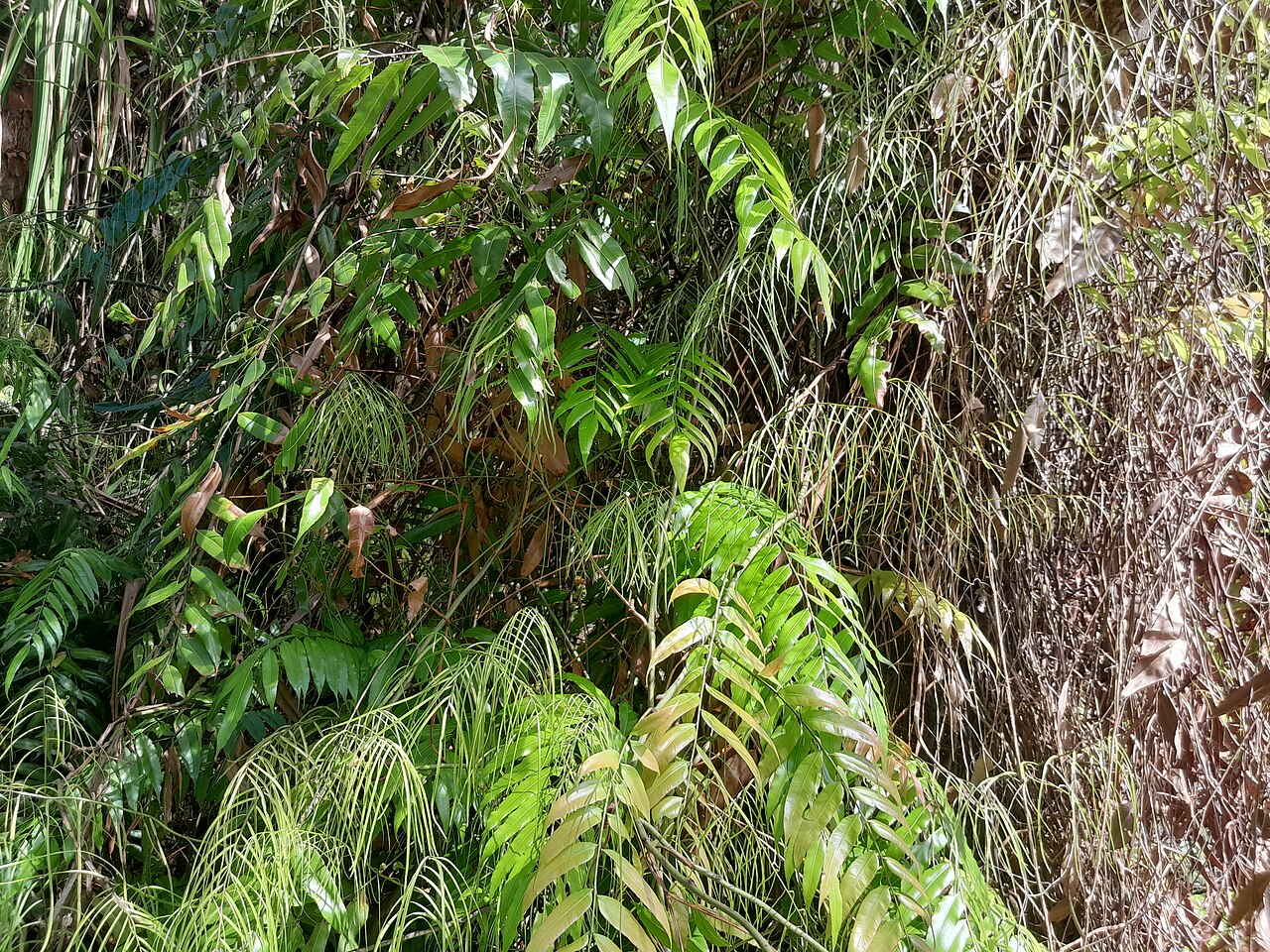 Swamp vine fern: Stenochlaena palustris with fertile (thin) fronds and sterile (broad) fronds. Cairns Botanic Gardens, January 2024