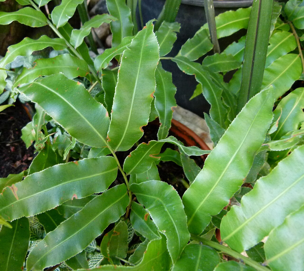 Swamp vine fern: Stenochlaena palustris