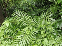 Swamp vine fern (Stenochlaena palustris)