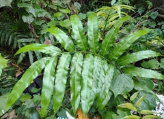 Swamp vine fern (Stenochlaena palustris)