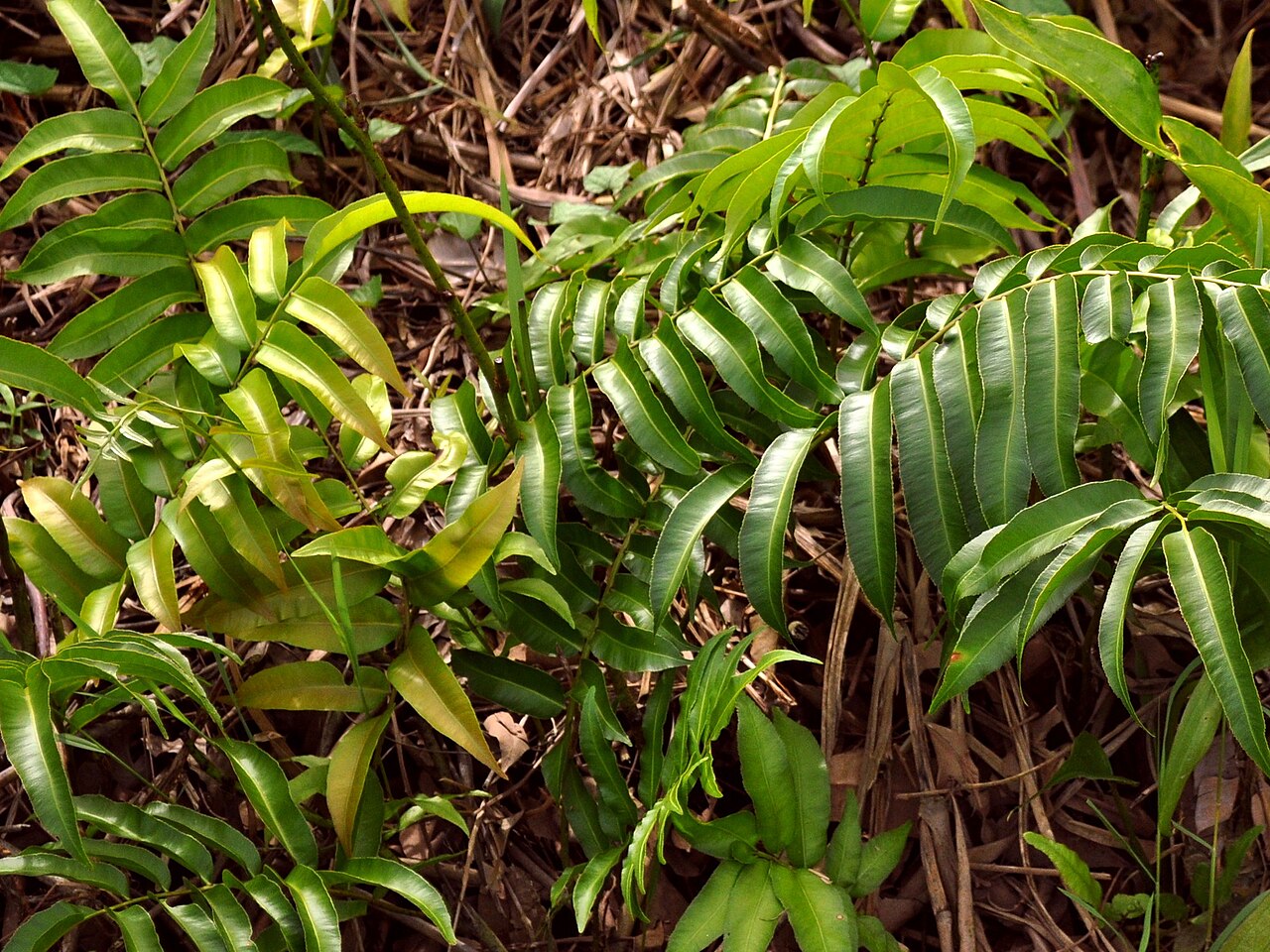 Swamp vine fern: Stenochlaena palustris , sterile leaves. From West Kalimantan, Indonesia .