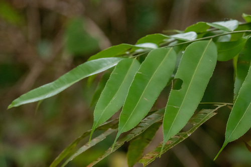 Swamp vine fern (Stenochlaena palustris)