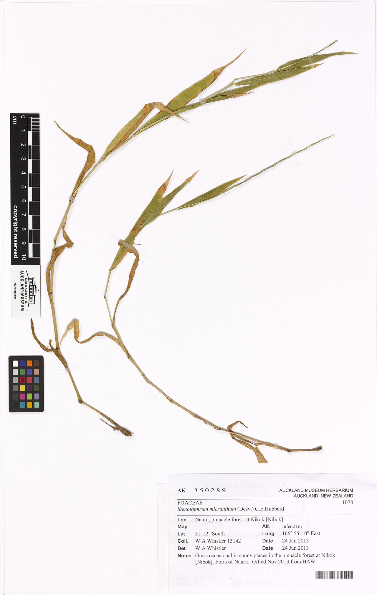 Stenotaphrum micranthum (Stenotaphrum micranthum)
