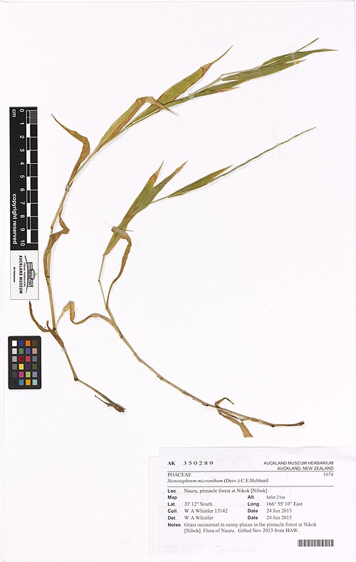 Stenotaphrum micranthum (Stenotaphrum micranthum)