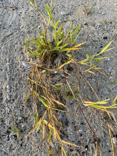 Stenotaphrum micranthum (Stenotaphrum micranthum)