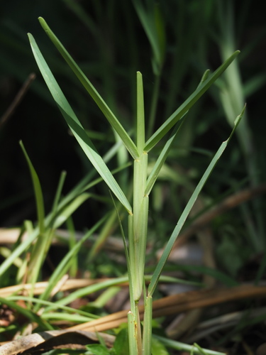 St. Augustine grass (Stenotaphrum secundatum)