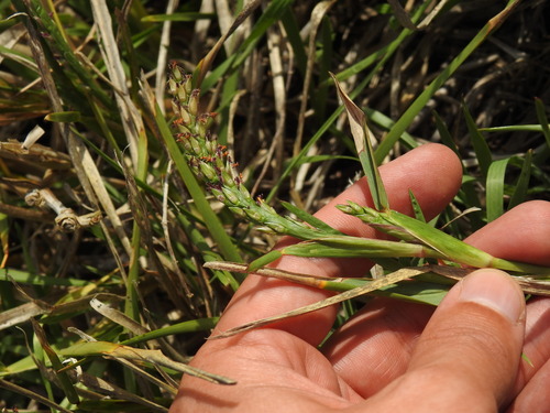 St. Augustine grass (Stenotaphrum secundatum)