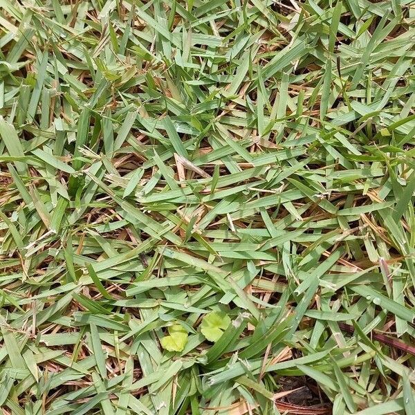 St. Augustine grass (Stenotaphrum secundatum)