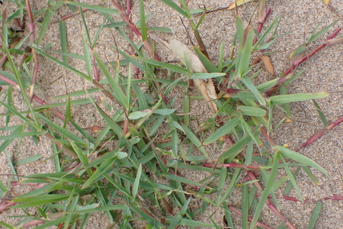 St. Augustine grass (Stenotaphrum secundatum)
