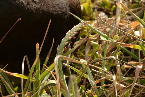 St. Augustine grass (Stenotaphrum secundatum)