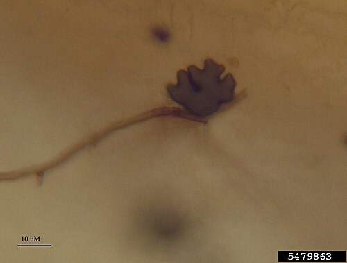 St. Augustine grass: take-all root rot Geaumannomyces graminis var. graminis at Stenotaphrum secundatum . Lobed hyphopodia and dark mycelia on root tissue. Host: St. Augustinegrass