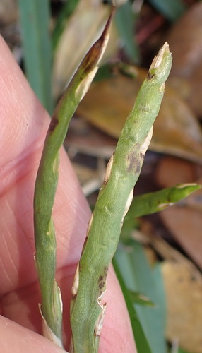 St. Augustine grass (Stenotaphrum secundatum)