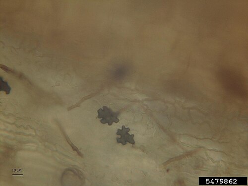 St. Augustine grass: take-all root rot Geaumannomyces graminis var. graminis at Stenotaphrum secundatum . Lobed hyphopodia and dark mycelia on root tissue. Host: St. Augustinegrass