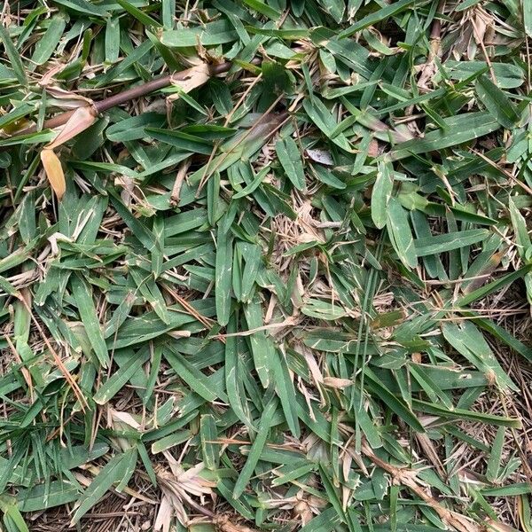 St. Augustine grass (Stenotaphrum secundatum)