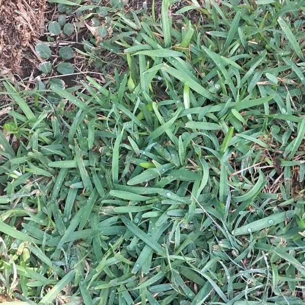 St. Augustine grass (Stenotaphrum secundatum)