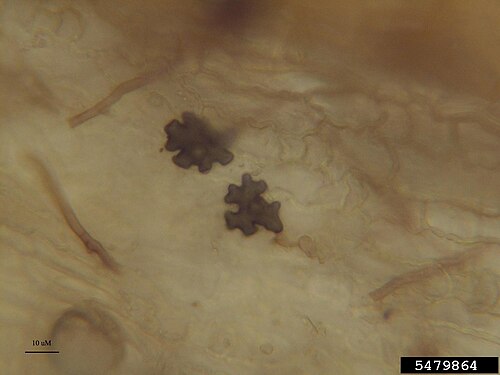 St. Augustine grass: take-all root rot Geaumannomyces graminis var. graminis (Sacc.) Arx & D.L. Olivier at Cenchrus setaceus . Lobed hyphopodia and dark mycelia on root tissue. Host