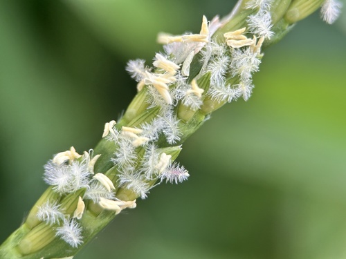 St. Augustine grass