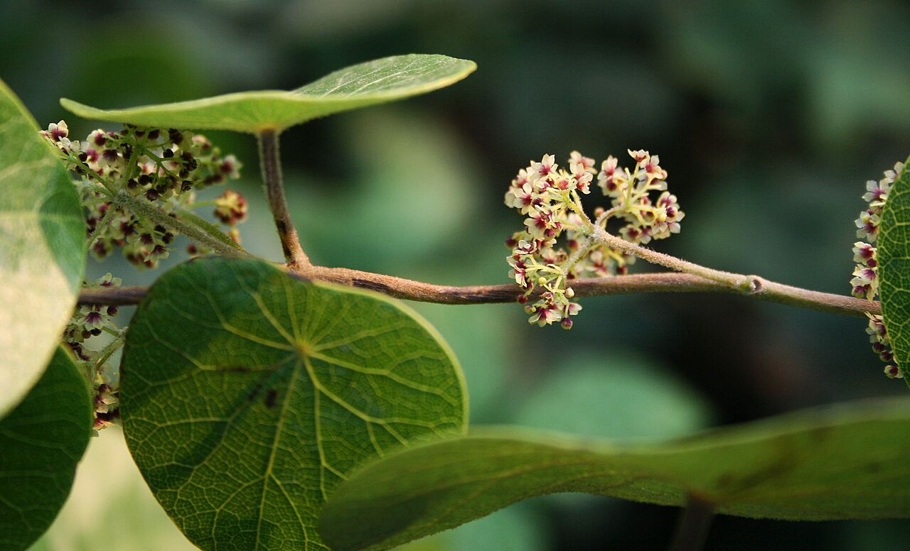 Stephania abyssinica: Stephania abyssinica var. tomentella , Mondsamengewächse (Menispermaceae) – Swasiland/eSwatini: NW Hawane Resort, ca. 15 km NW Mbabane, ca. 1415 m