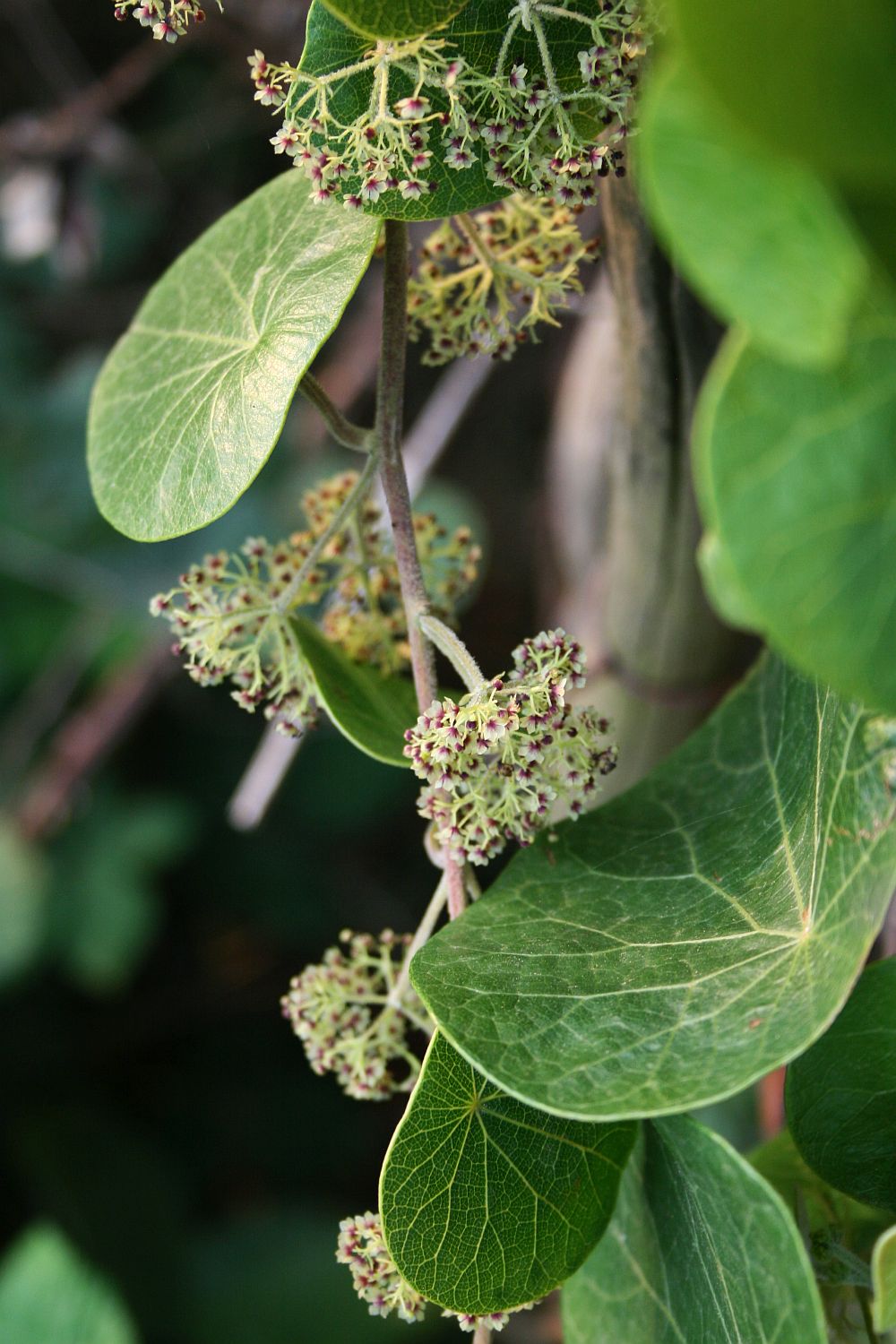 Stephania abyssinica: Stephania abyssinica var. tomentella , Mondsamengewächse (Menispermaceae) – Swasiland/eSwatini: NW Hawane Resort, ca. 15 km NW Mbabane, ca. 1415 m
