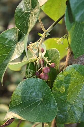 Stephania abyssinica: Stephania abyssinica var. tomentella , Mondsamengewächse (Menispermaceae) – Swasiland/eSwatini: NW Hawane Resort, ca. 15 km NW Mbabane, ca. 1415 m