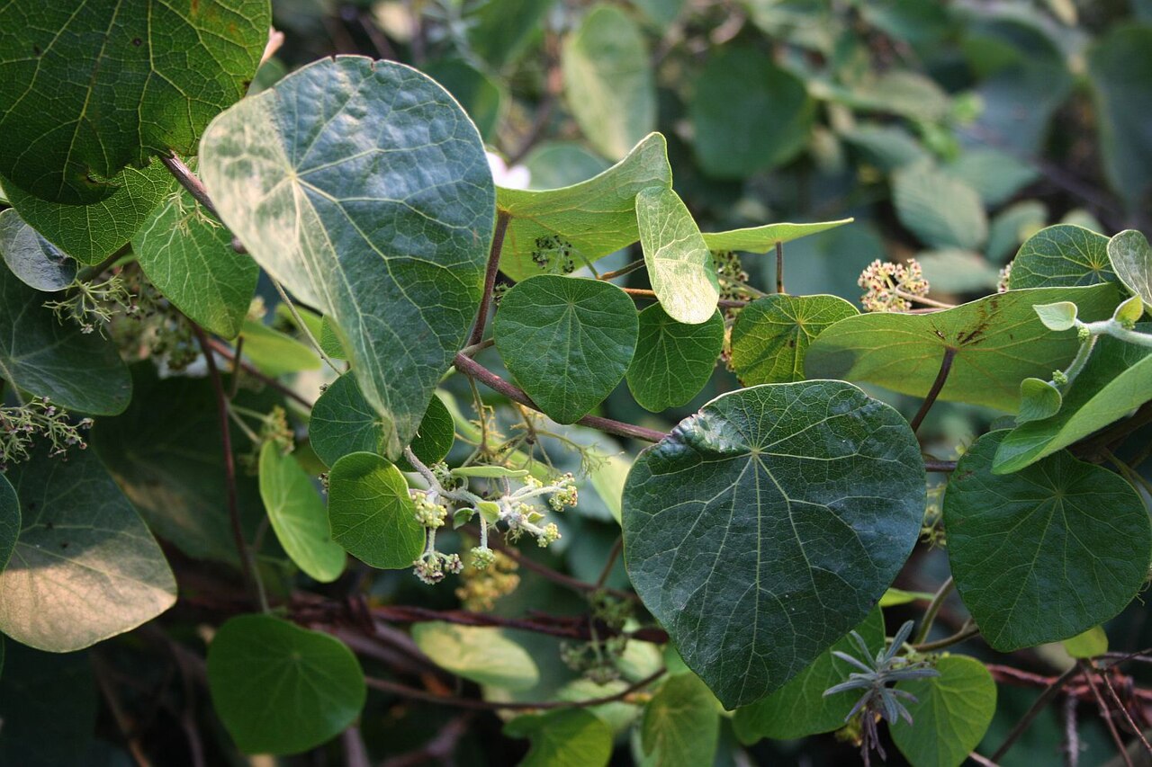 Stephania abyssinica: Stephania abyssinica var. tomentella , Mondsamengewächse (Menispermaceae) – Swasiland/eSwatini: NW Hawane Resort, ca. 15 km NW Mbabane, ca. 1415 m