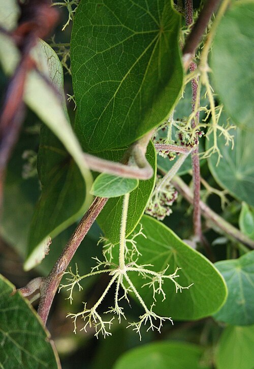 Stephania abyssinica: Stephania abyssinica var. tomentella , Mondsamengewächse (Menispermaceae) – Swasiland/eSwatini: NW Hawane Resort, ca. 15 km NW Mbabane, ca. 1415 m