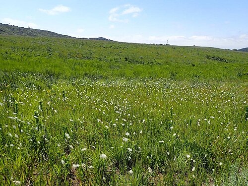 Stephania abyssinica: Stephania abyssinica (Quart.-Dill. & A.Rich.) Walp. - margin of a seasonally damp spot in the Nelshoogte area between Barberton and Badplaas, South Africa
