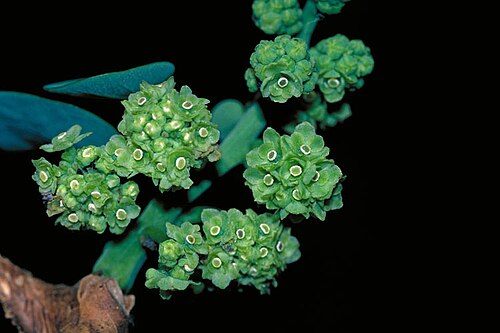 Stephania bancroftii: Stephania bancroftii flowers
