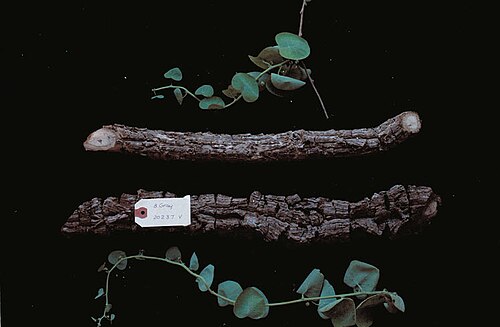 Stephania bancroftii: Stephania bancroftii vine stem