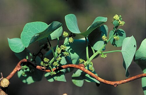 Stephania bancroftii: Stephania bancroftii flowers