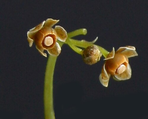 Stephania delavayi: Close-up of female flowers of Stephania delavayi (Menispermaceae).