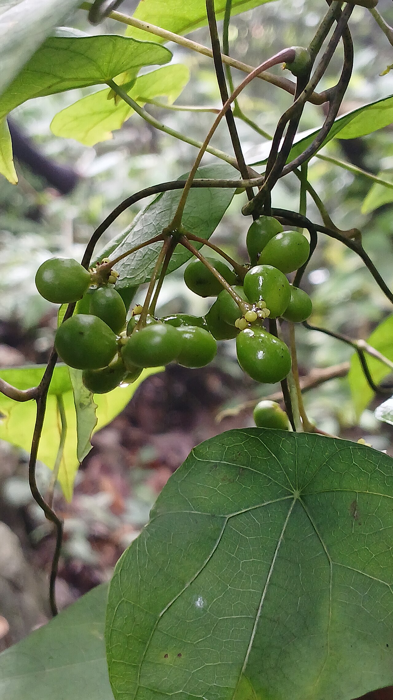 Snake vine: Stephania japonica