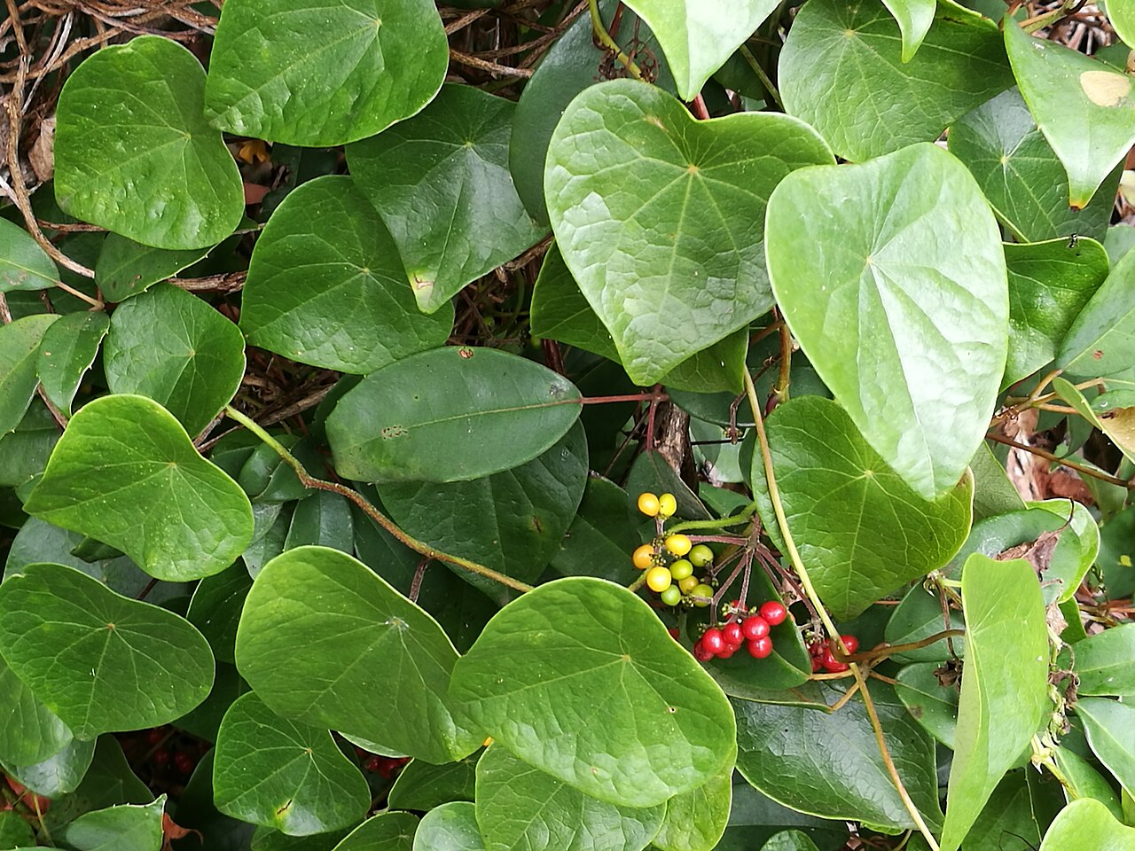 Snake vine: Stephania japonica McKay Reserve, Palm Beach, New South Wales